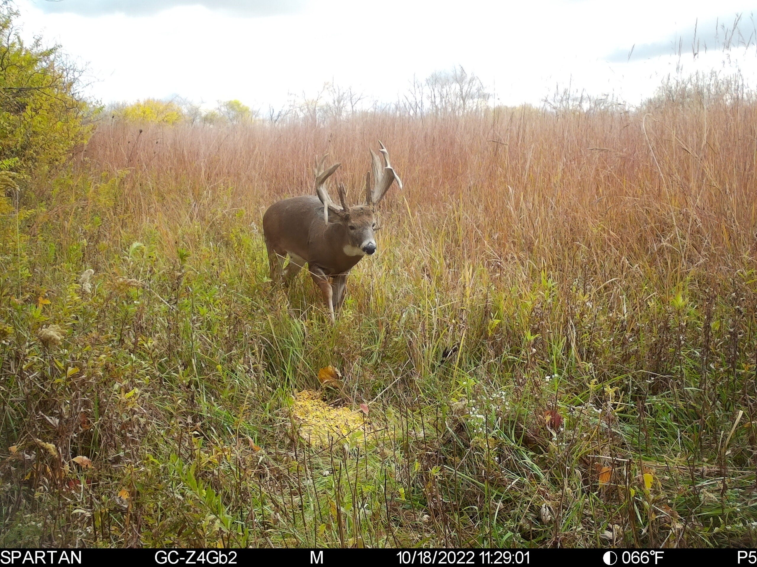 Trail camera picture of trophy whitetail buck.