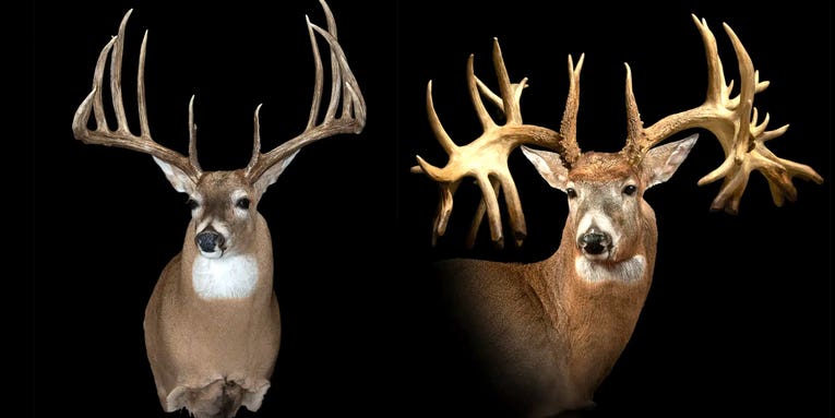 The Most Famous Whitetail Bucks Ever Taken (or Found)