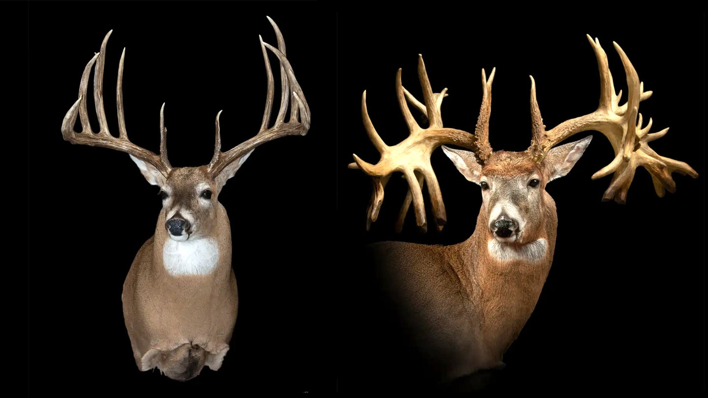 The famous Hanson buck on the left and Missouri Monarch on the right on black backgroundd