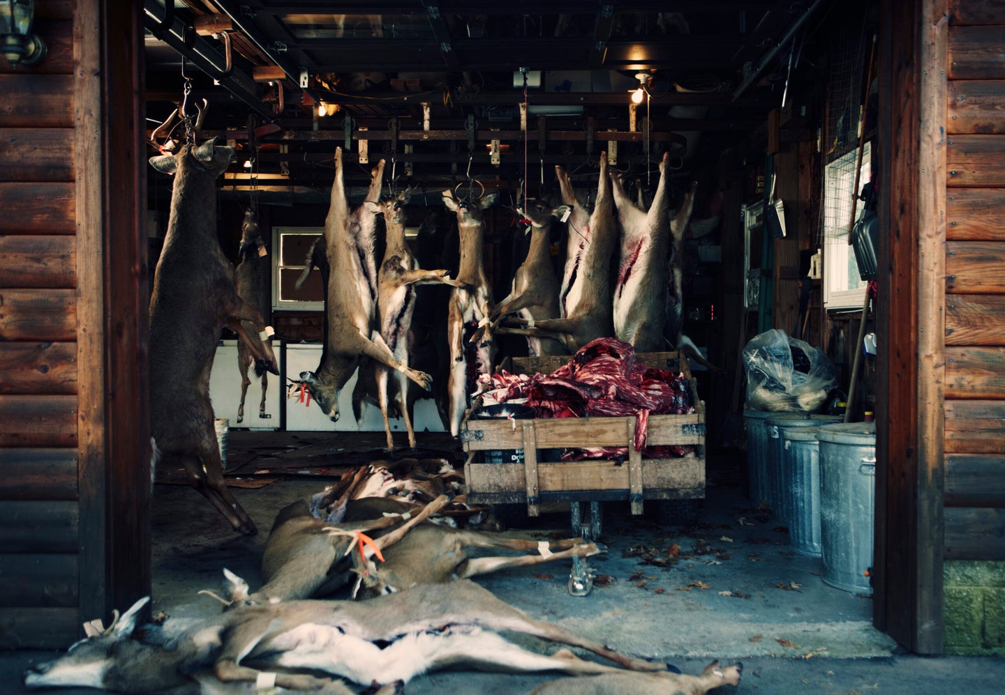 whitetail deer ready for processing