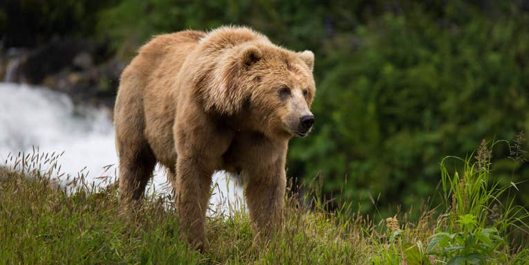 Alaska Petitions Supreme Court in Bid to Reinstate Brown Bear Hunting Over Bait