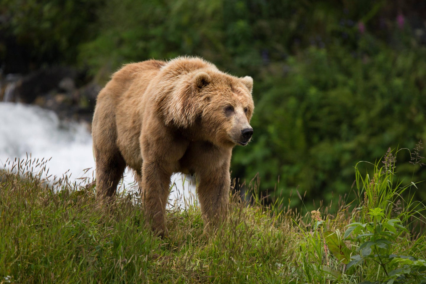 brown bear in Alaska