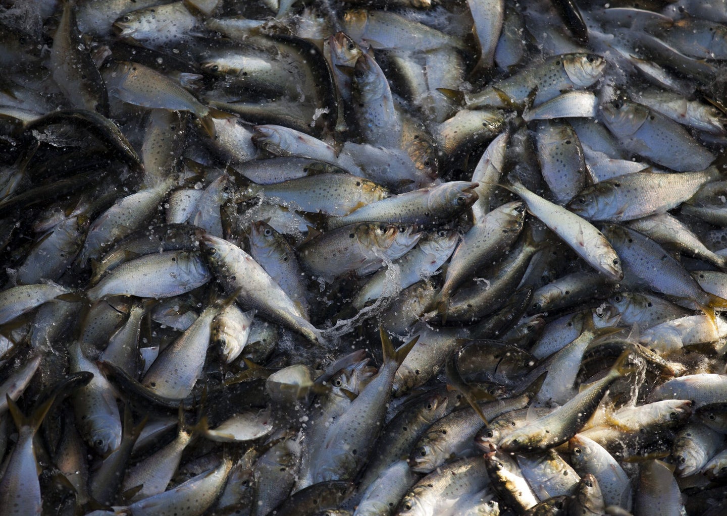 A school of Menhaden fish thrash in a net