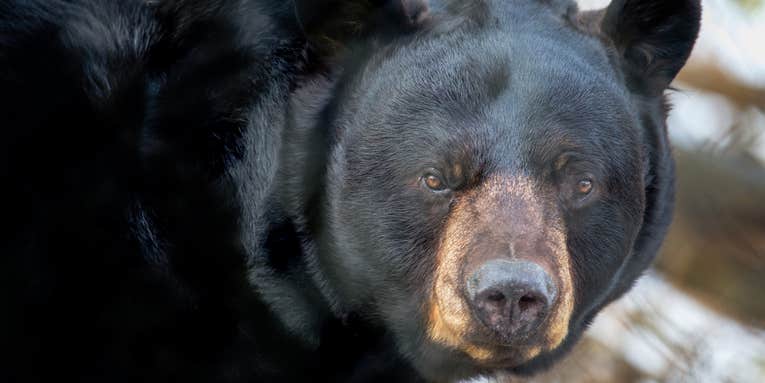 Former New Jersey State Senator to Sue Governor Over Decision to Reinstate Bear Hunt