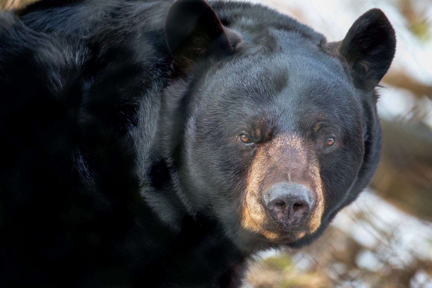 Up Close Shot of Black Bear