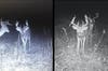 whitetail deer buck on trail cam