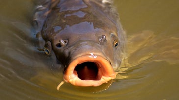 Researchers Consider Releasing Herpes into Waterways to Reduce Carp Populations