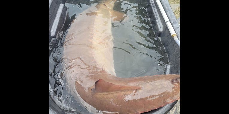 New York Biologists Net Massive 154-Pound, 6.5-Foot Lake Sturgeon