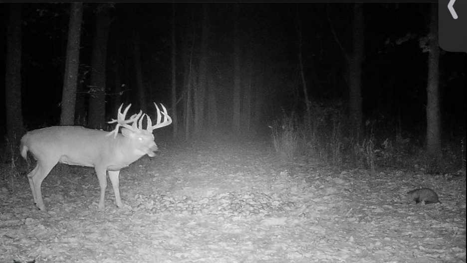large buck on trail cam