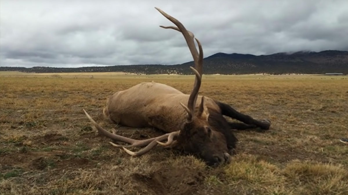large 6x7 bull elk on the ground