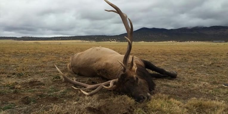 Watch a Massive Bull Elk Take a Fatal Fall After Tripping Over a Fence