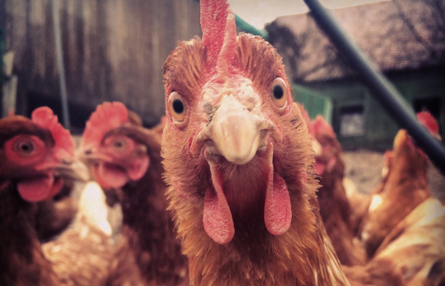 upclose picture of a chicken's face.