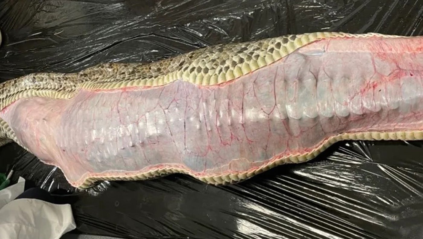 alligator inside python