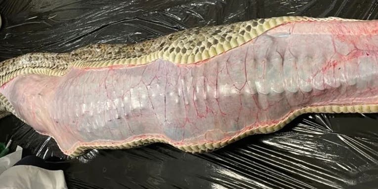 Watch Scientists Remove an Intact Alligator from the Stomach of a Massive  Burmese Python