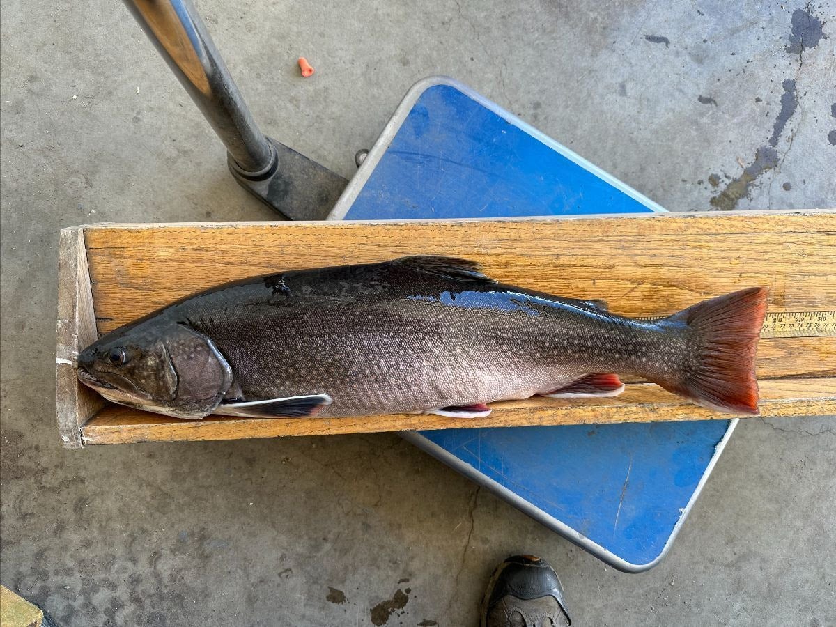 Colorado Man Breaks State Record with Giant Brook Trout Caught in High Alpine Lake