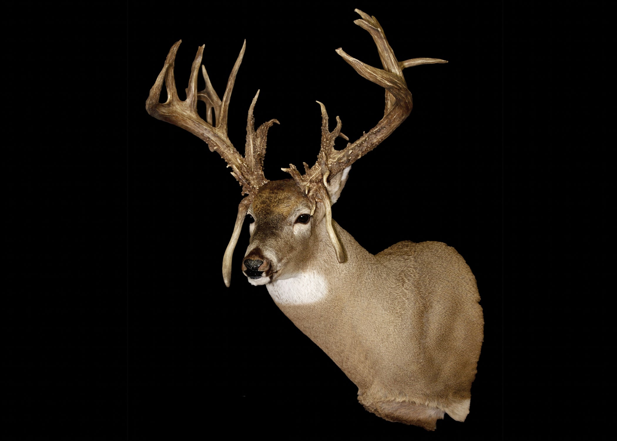 photo of most famous whitetail deer no. 10