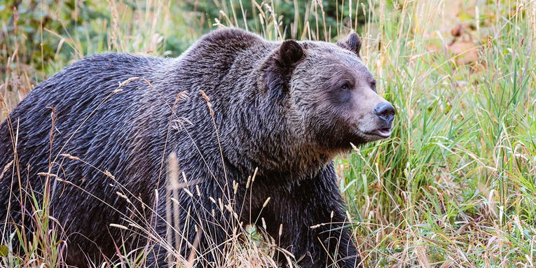 Feds Propose Relocation of  Grizzly Bears to Washington State