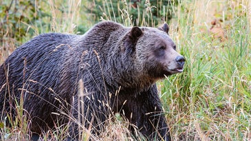 Feds Propose Relocation of  Grizzly Bears to Washington State