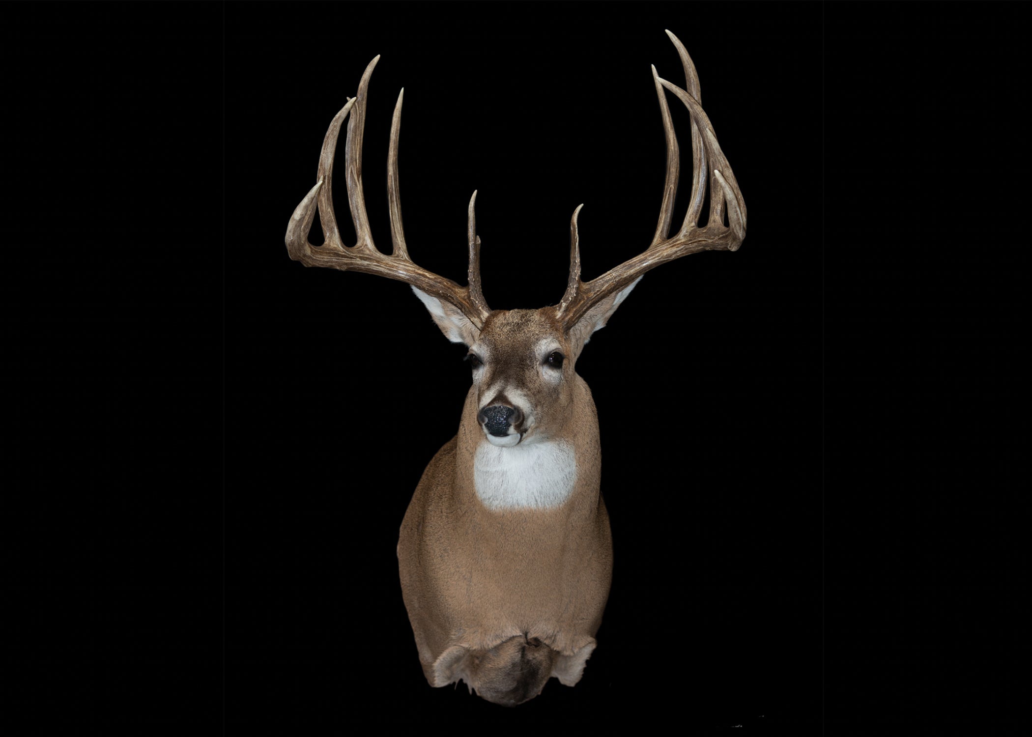 photo of most famous whitetail deer no. 1