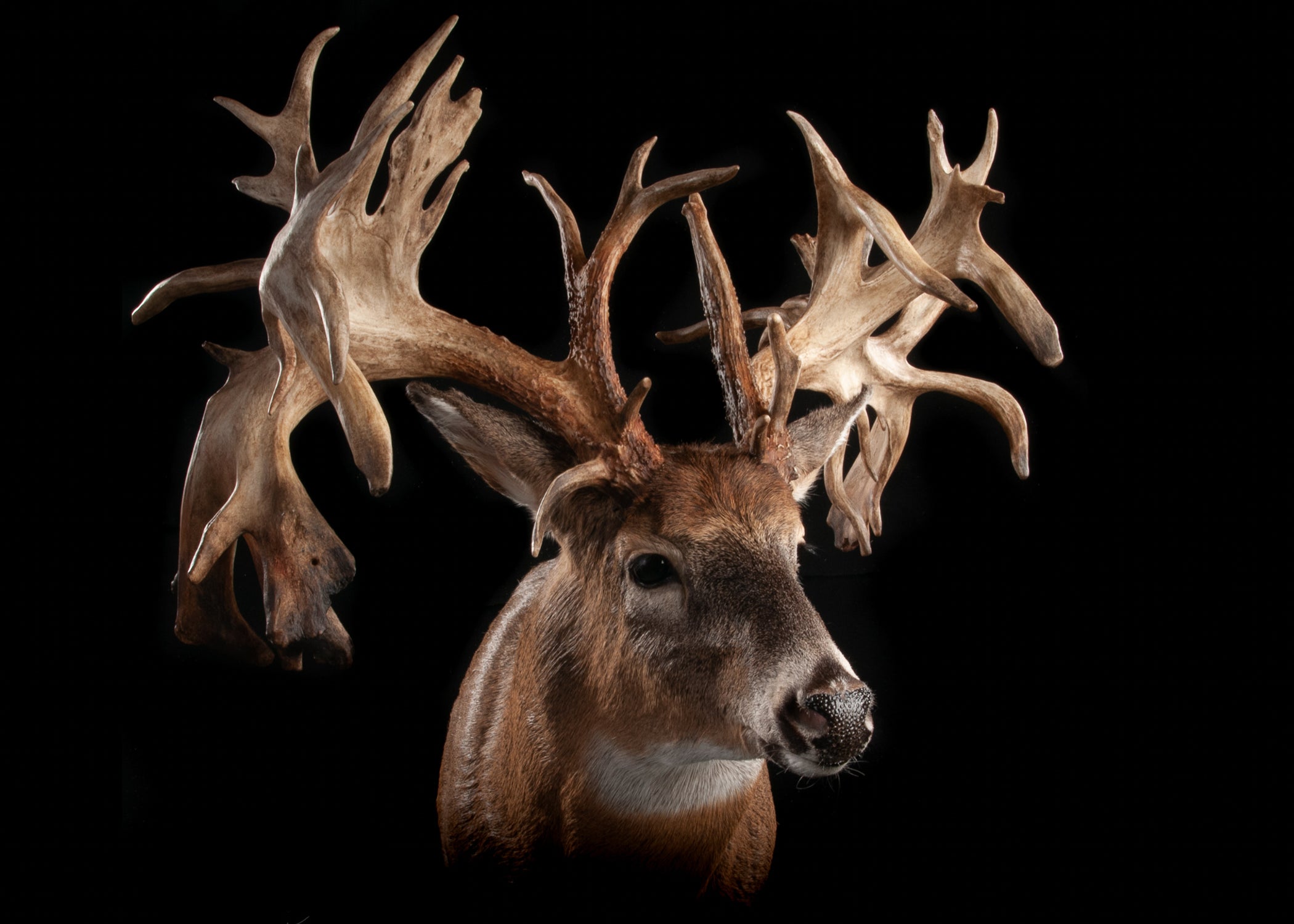 photo of most famous whitetail deer no. 5