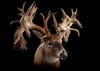 photo of most famous whitetail deer no. 5