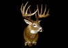 photo of most famous whitetail deer no. 11