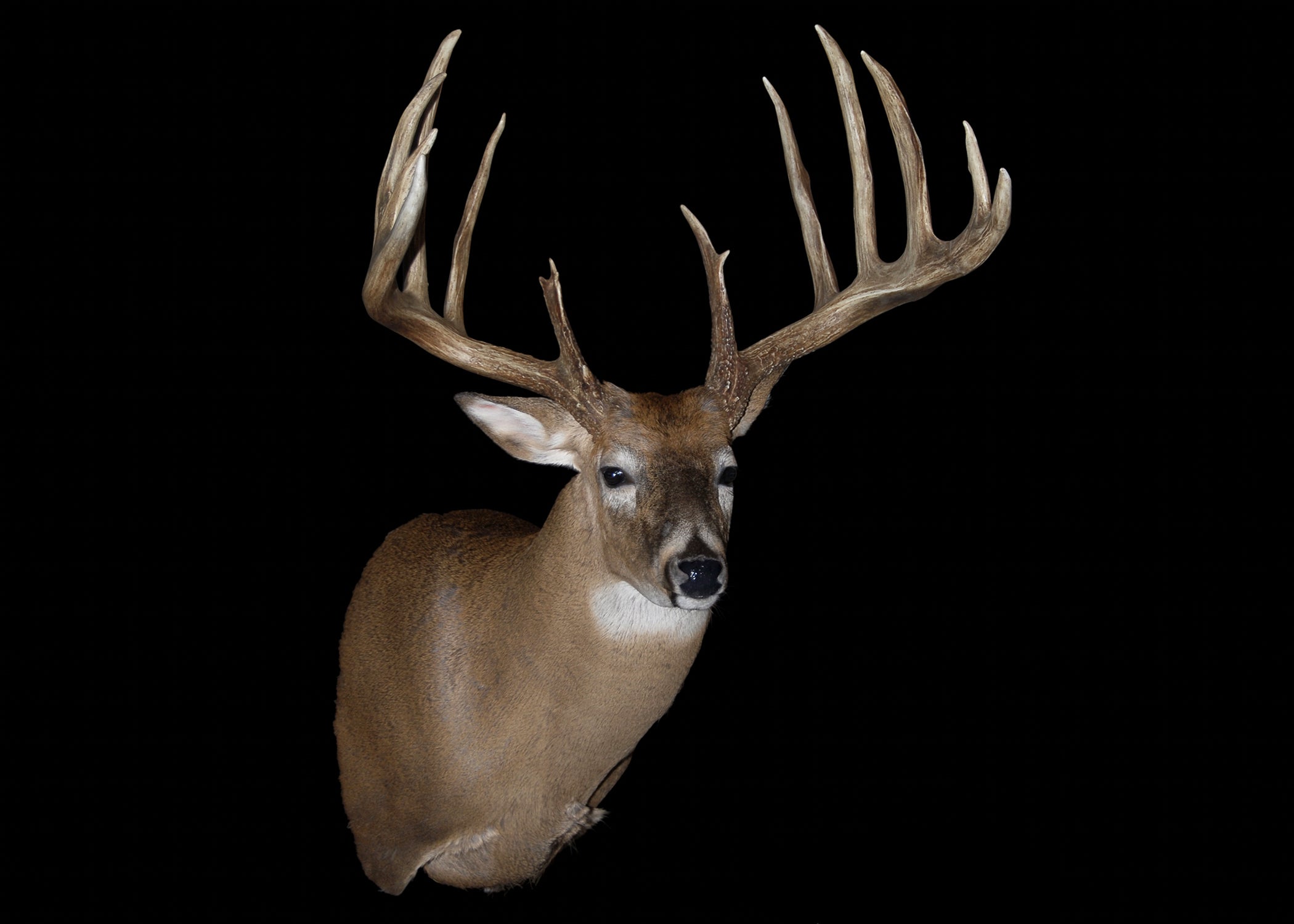 photo of most famous whitetail deer no. 4