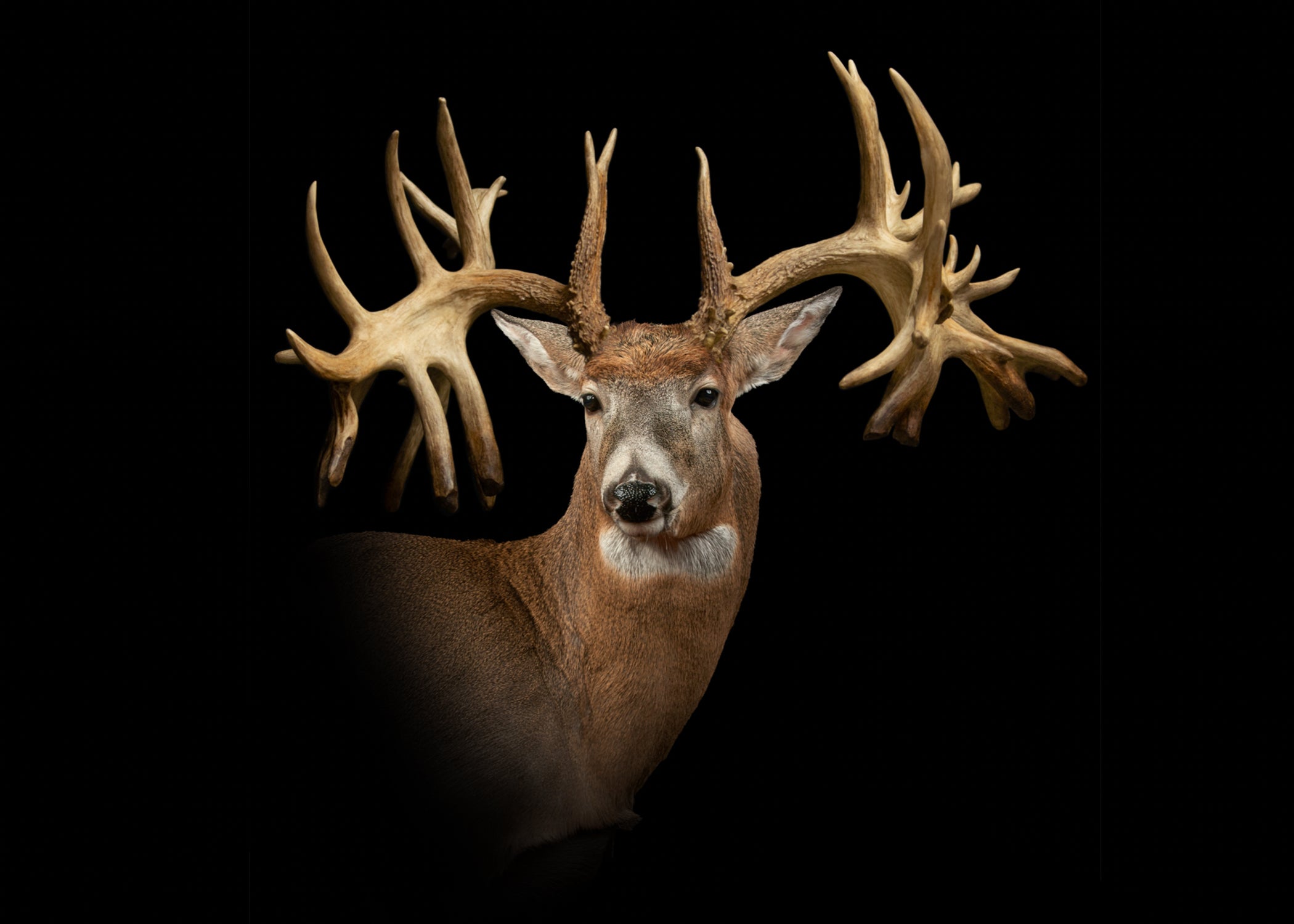 photo of most famous whitetail deer no. 2