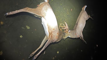 A Pair of Big Locked-Up Whitetail Bucks Drown in Minnesota Lake
