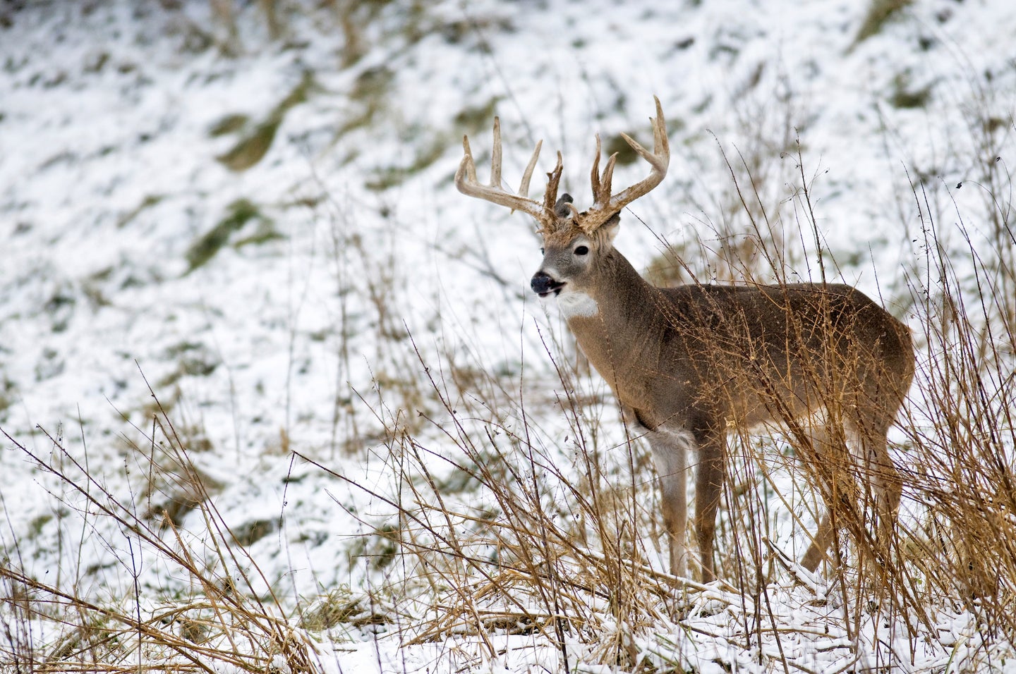 whitetail deer in snow