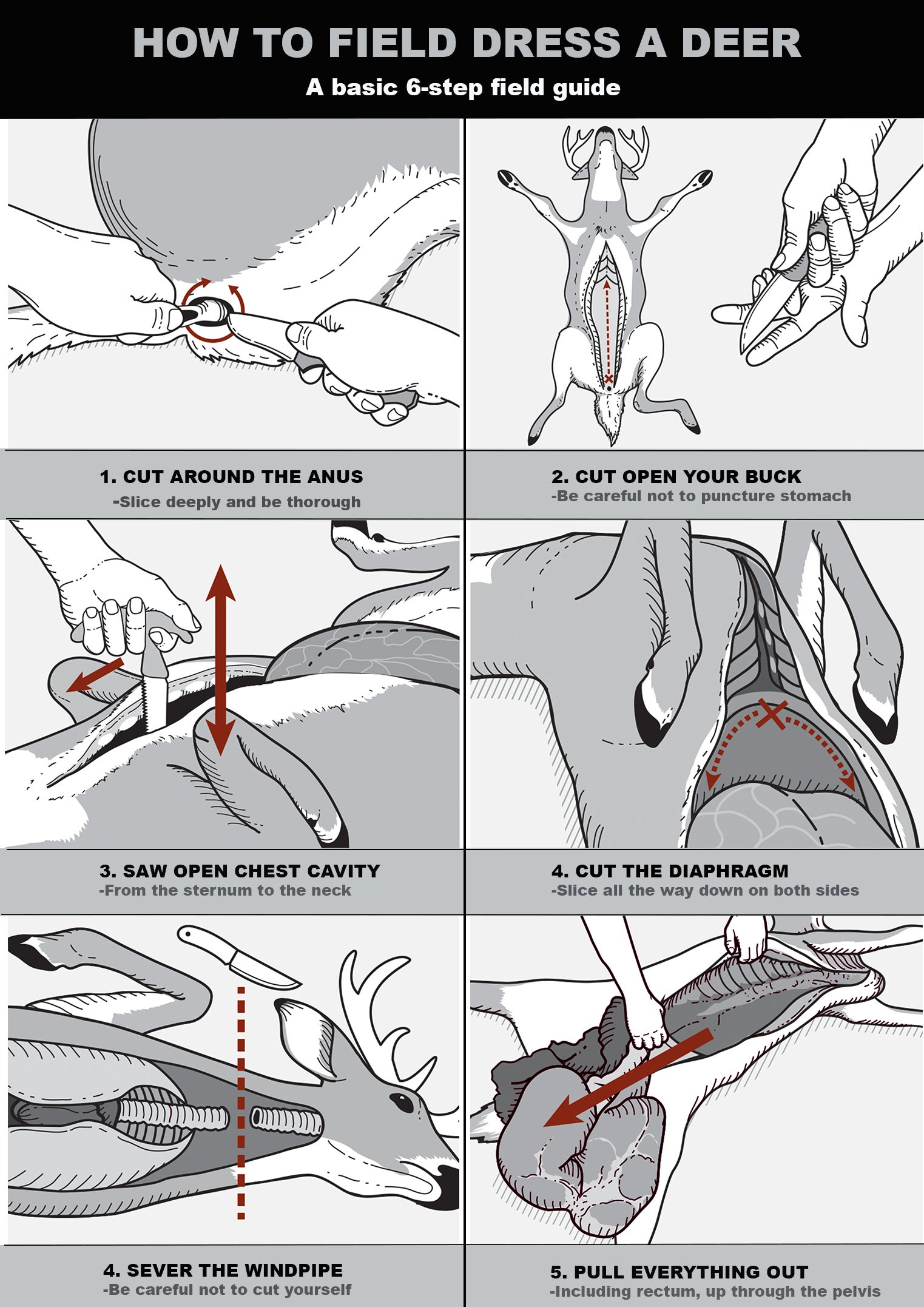 An illustrated field guide on how to field dress a deer, in six steps