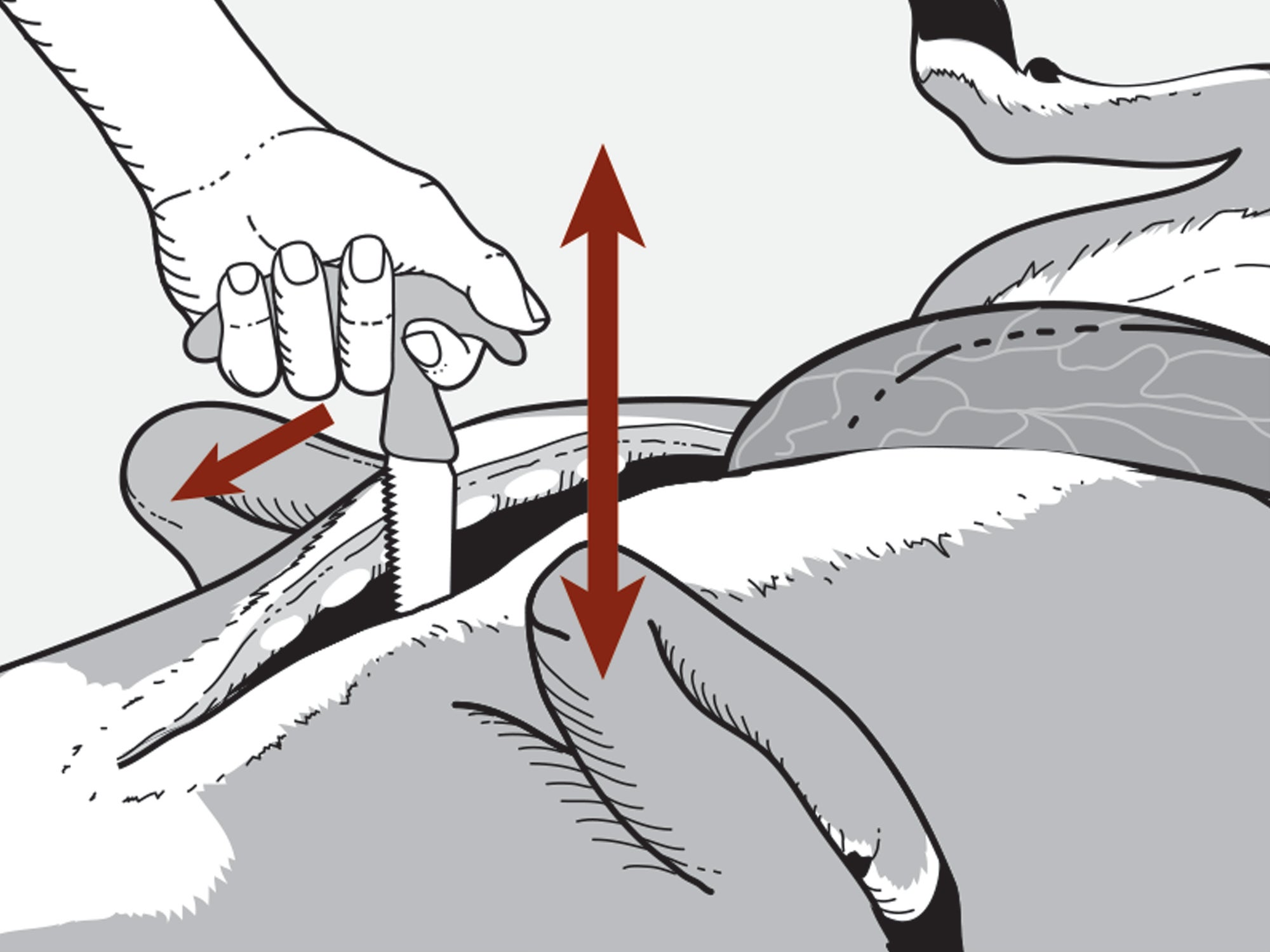 how to open the chest cavity on a deer