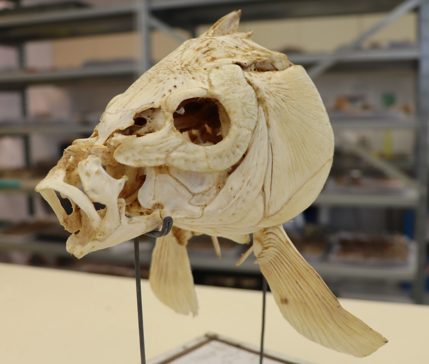 The study shows that human ancestors were catching and eating 6-foot-long, carp-like fish more than 780,000 years ago.