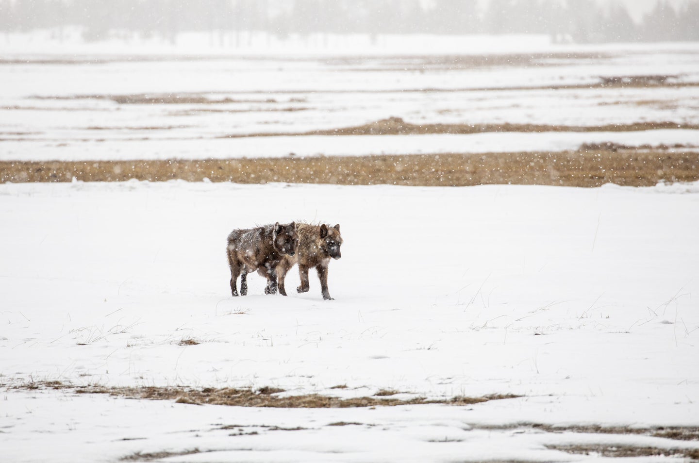 Wolves on Fountain Flats