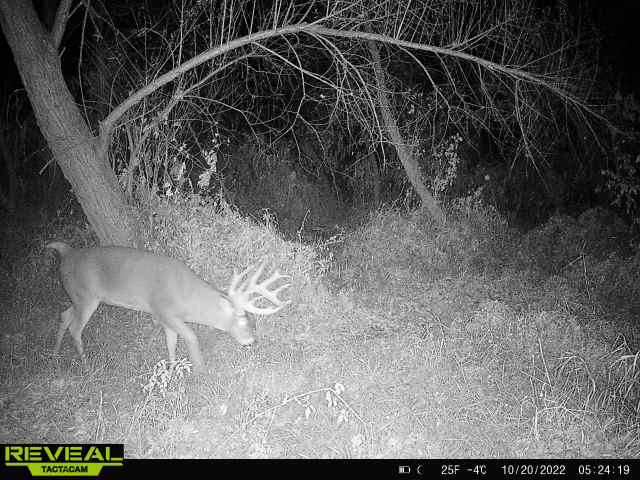 Trail cam photo by Bock