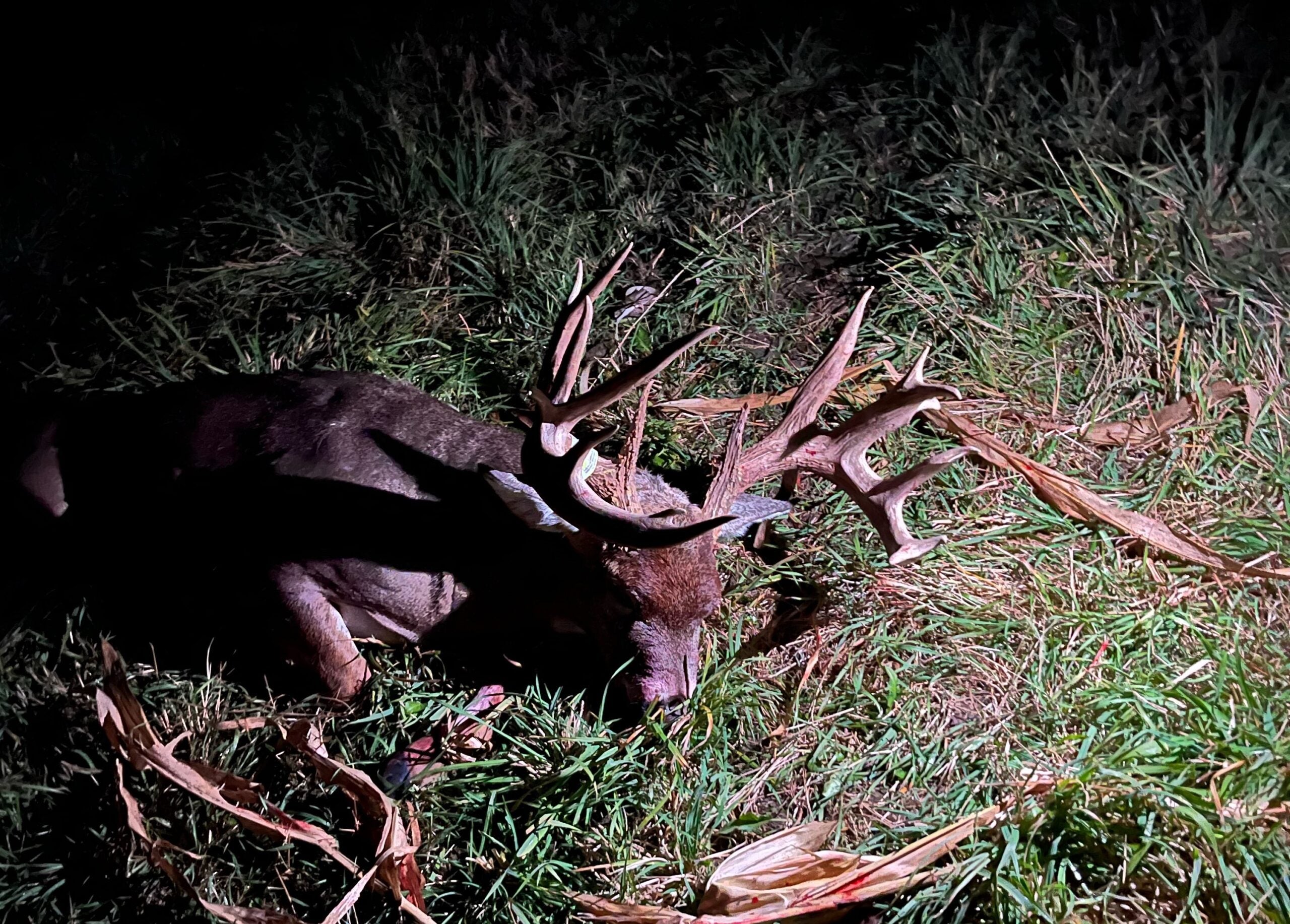 photo of big Iowa buck