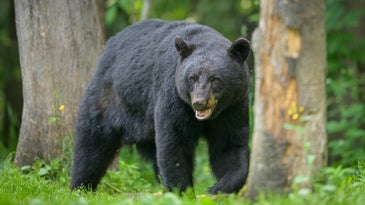 Washington State Fish and Game Commission Votes to Ban Spring Bear Hunting