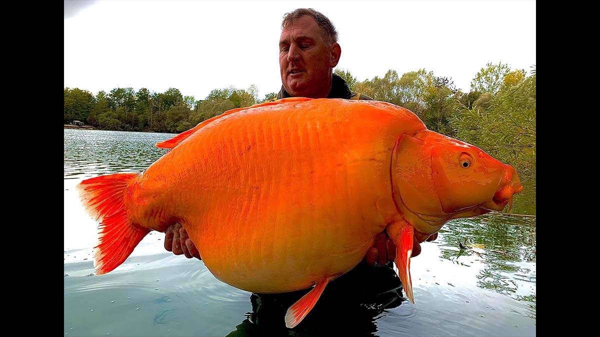 man holds large orange fish