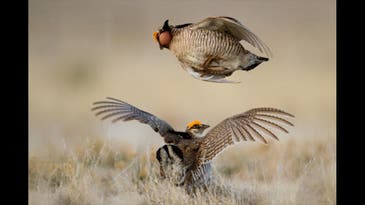 U.S. Fish and Wildlife Puts Lesser Prairie-Chickens on the Endangered Species List