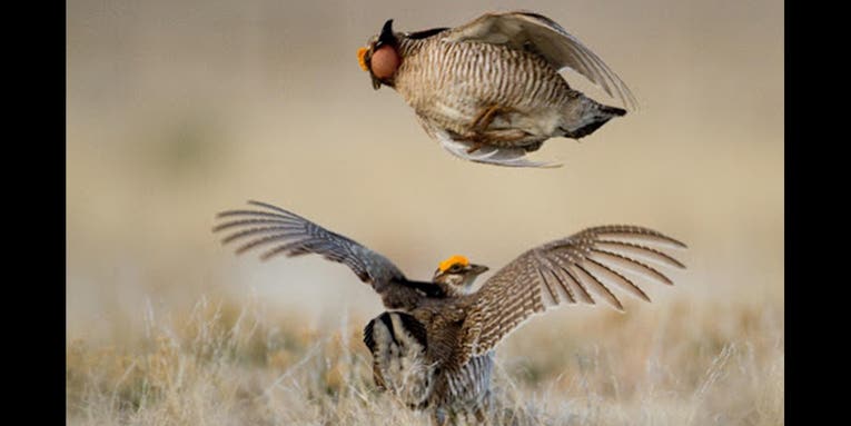 U.S. Fish and Wildlife Puts Lesser Prairie-Chickens on the Endangered Species List