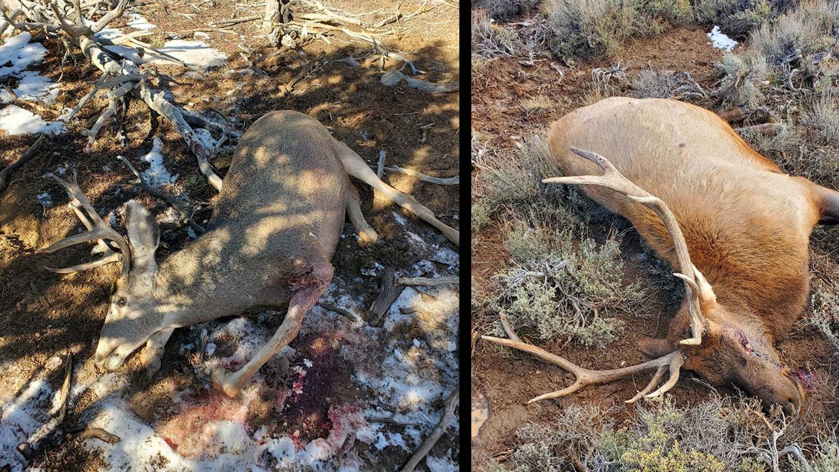 dead bull elk and muley buck