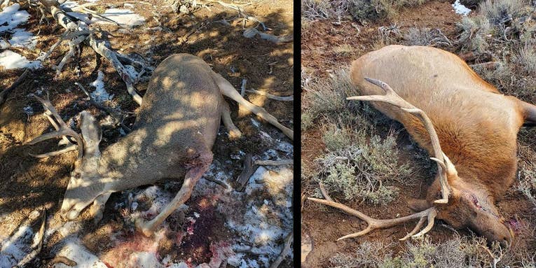 Officials Investigating Rash of Poaching Incidents in Southwest Colorado