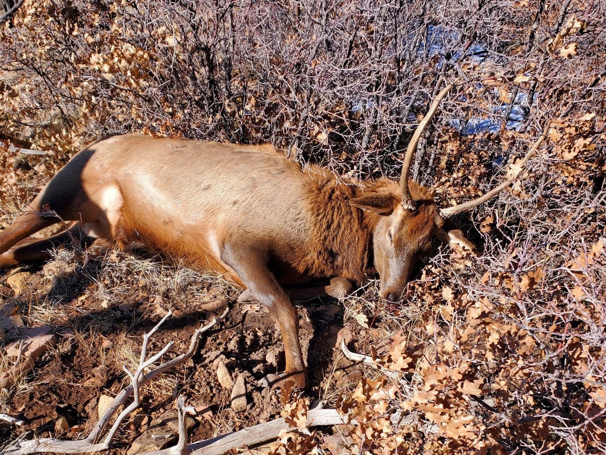 dead spike elk