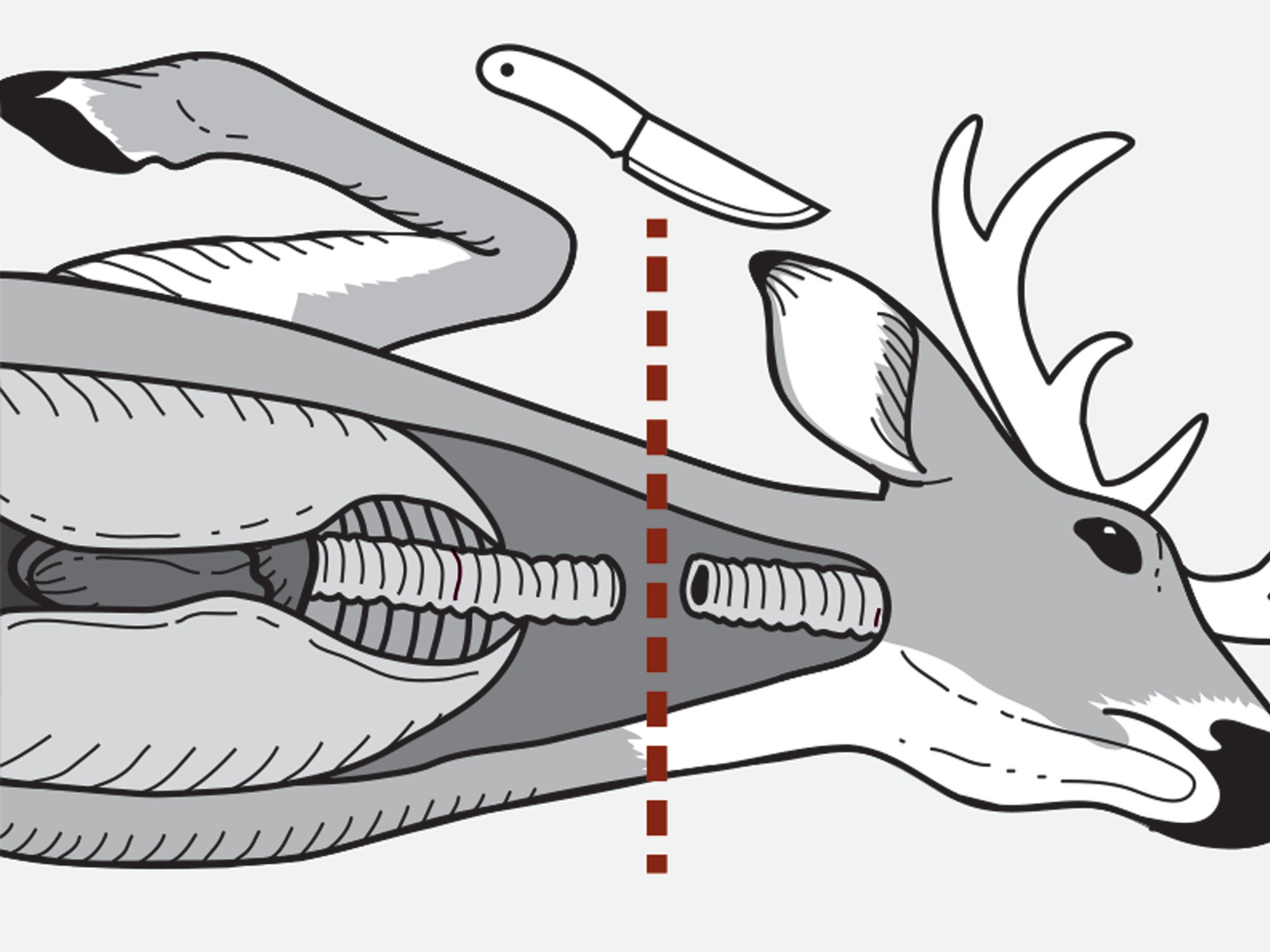 how to remove the windpipe from a deer
