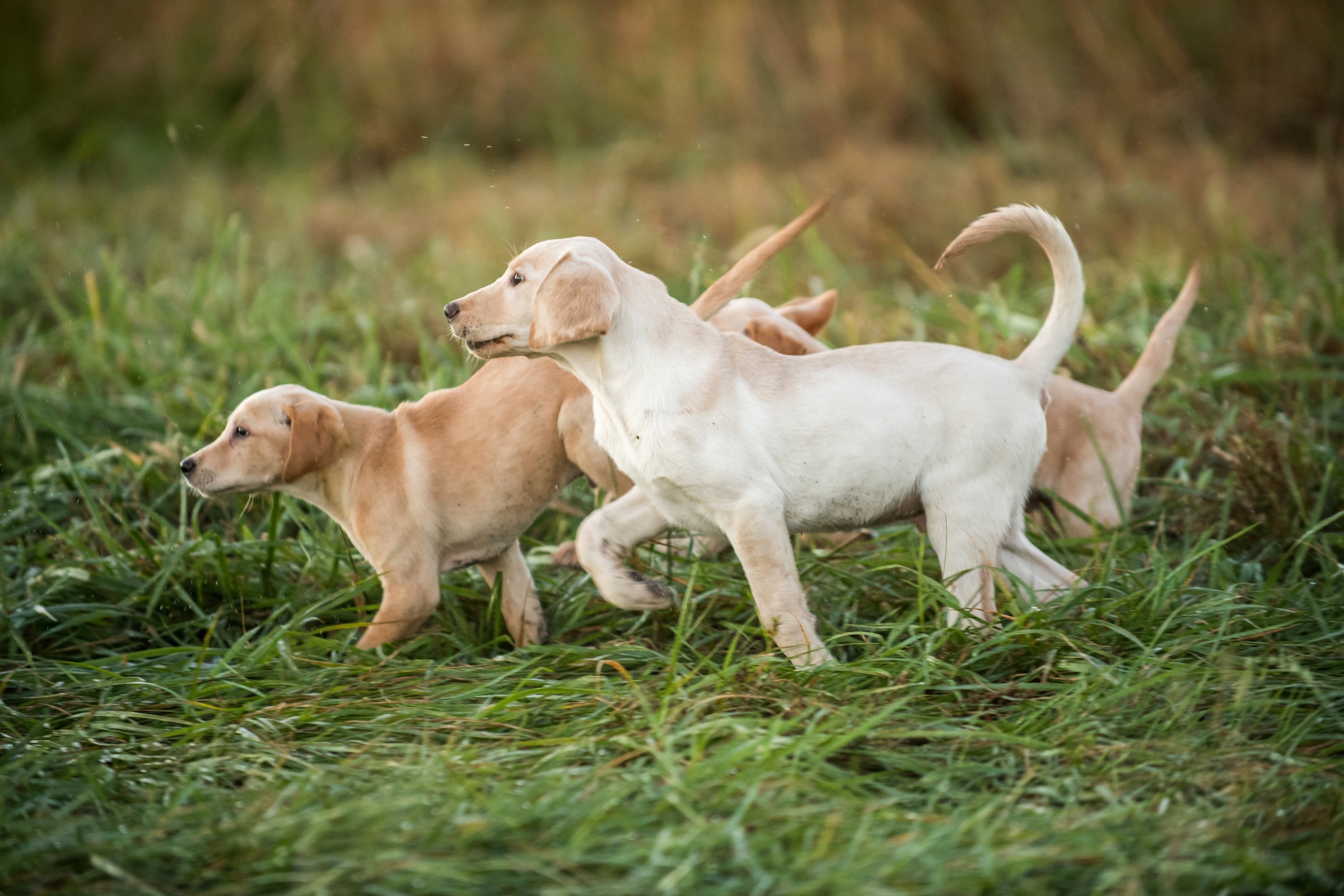 how to train a dog, choose a puppy