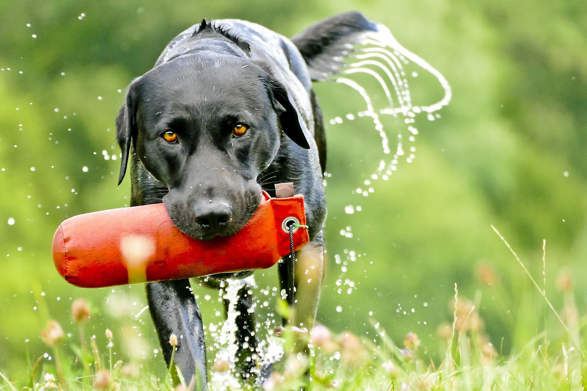 how to train a dog: intro to water