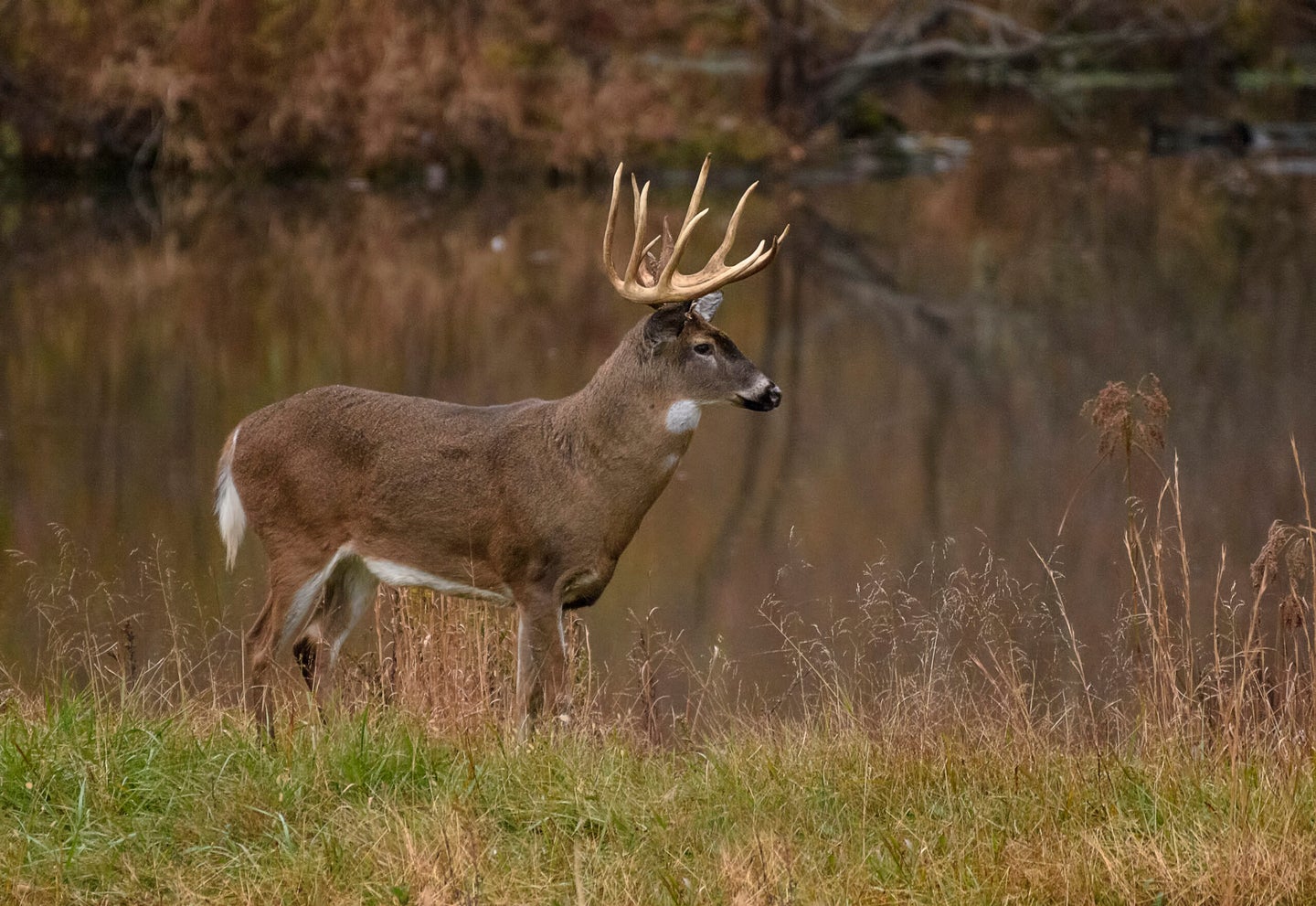 whitetail deer buck stands in field in front of a pond