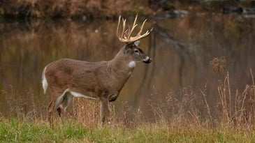 Pennsylvania Poacher Found with Remains of 37 Bucks on His Property