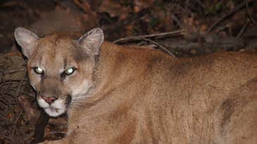 Famous Mountain Lion Attacks Chihuahua in the Hollywood Hills