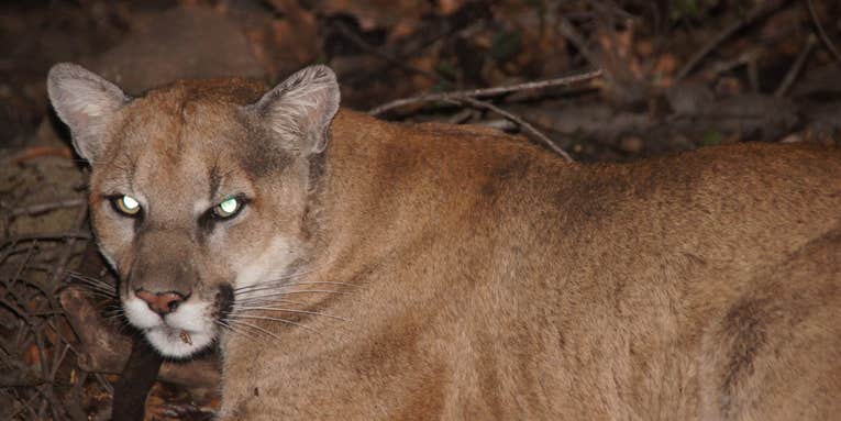 Famous Mountain Lion Attacks Chihuahua in the Hollywood Hills